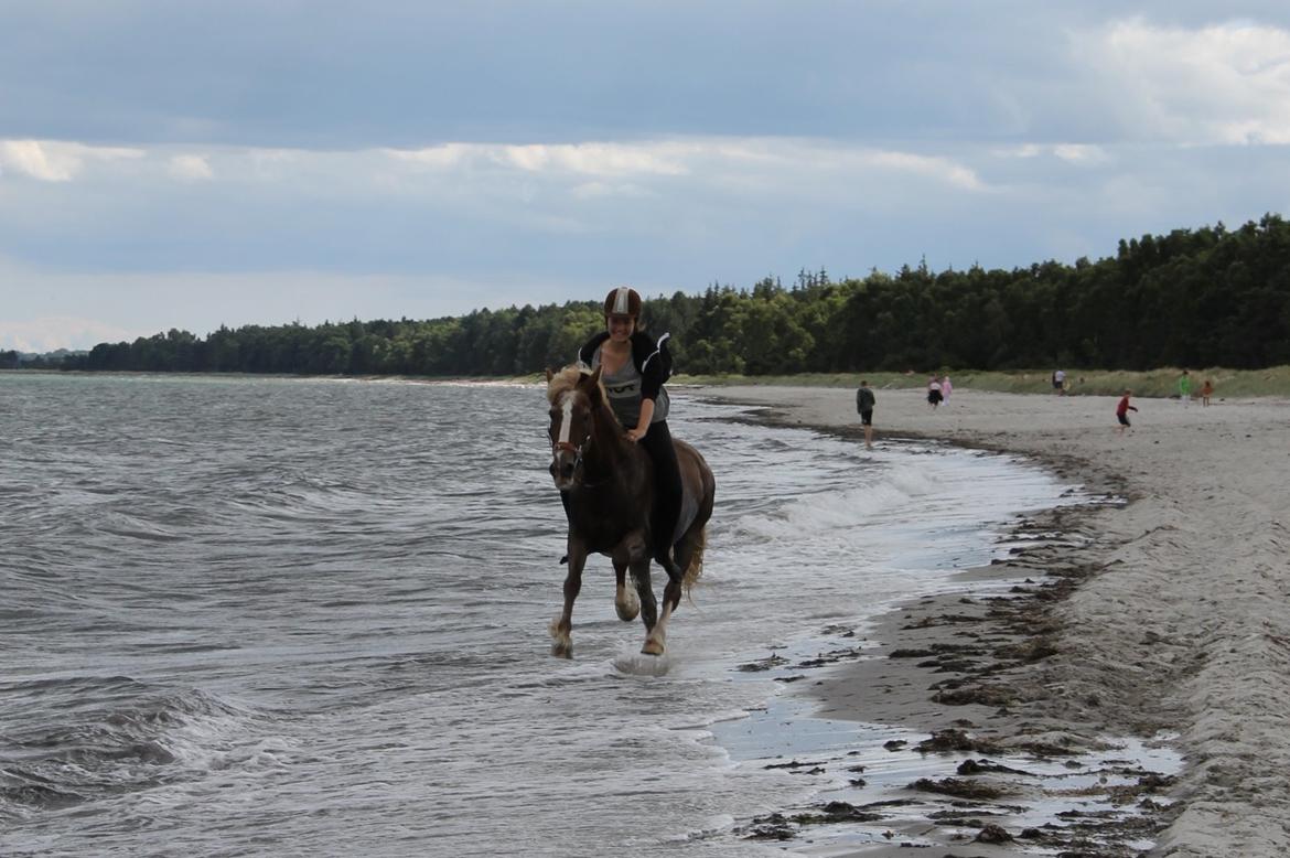 Welsh Cob (sec D) | Glanvyrnwy Olwena - På stranden for første gang, med pony. ♥ Juni 2014. billede 14