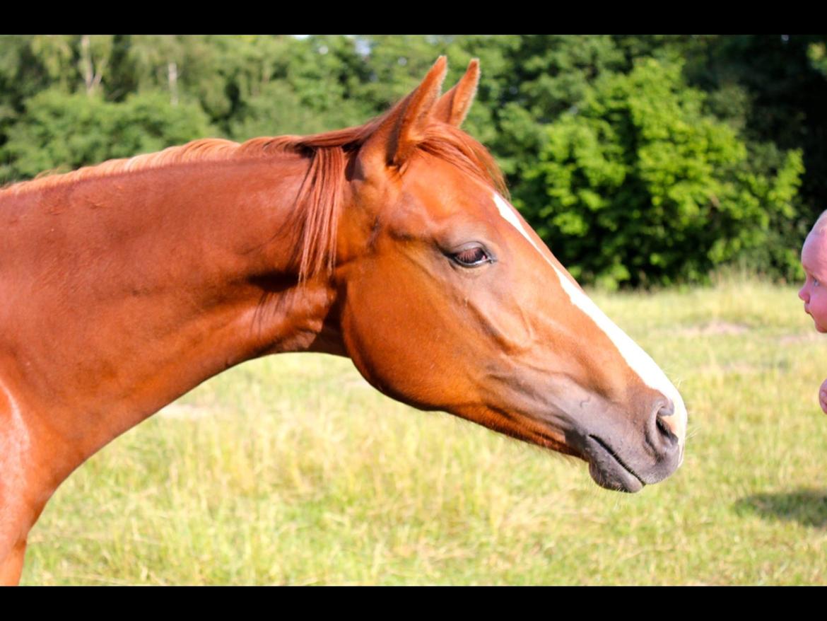 Dansk Varmblod Zander Stensvang billede 33