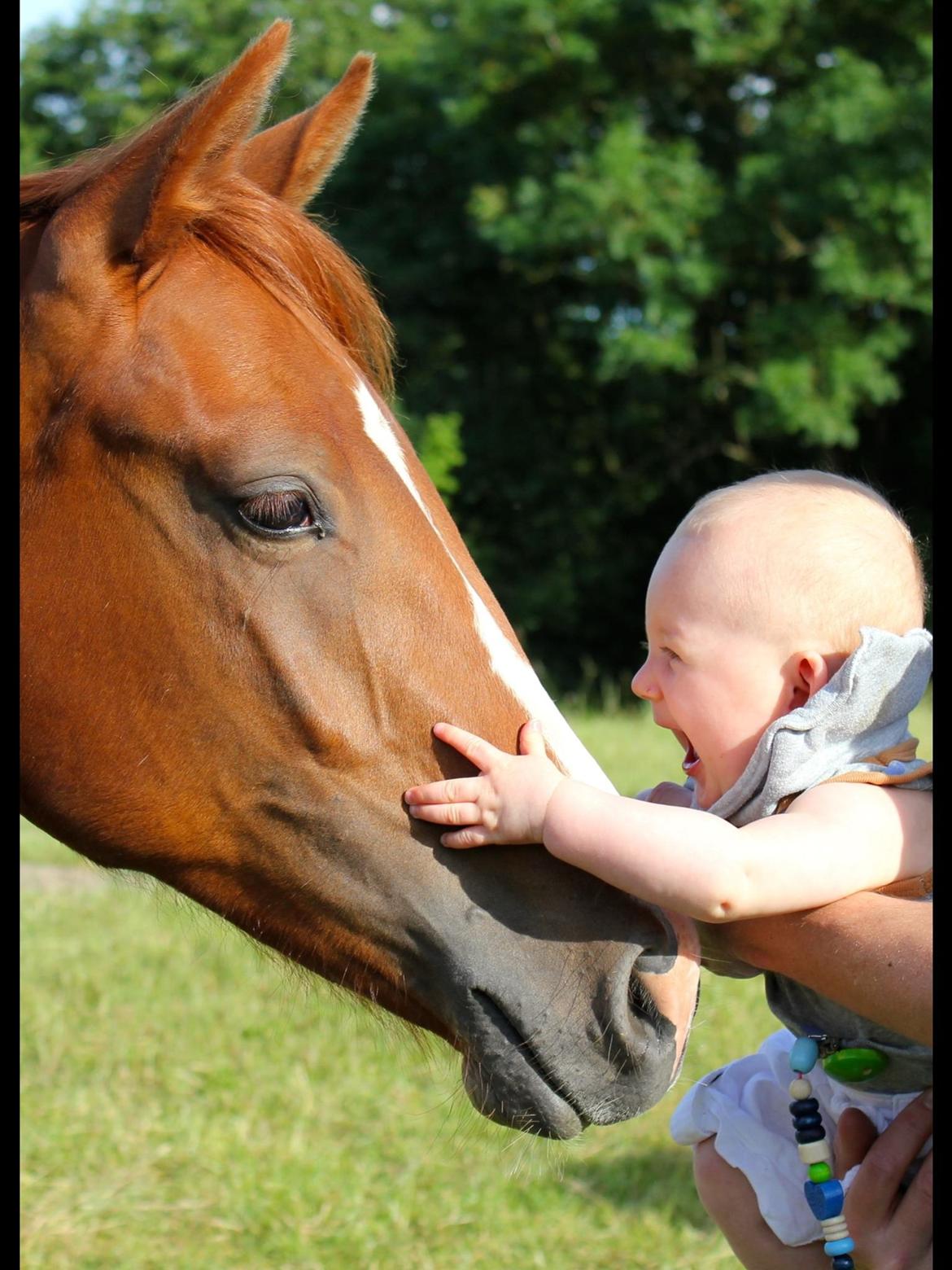 Dansk Varmblod Zander Stensvang billede 34