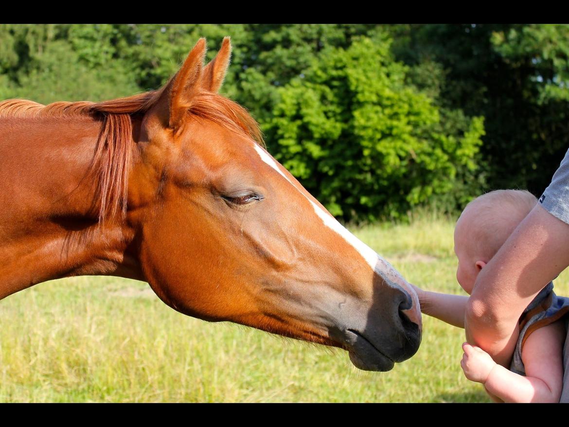 Dansk Varmblod Zander Stensvang billede 35