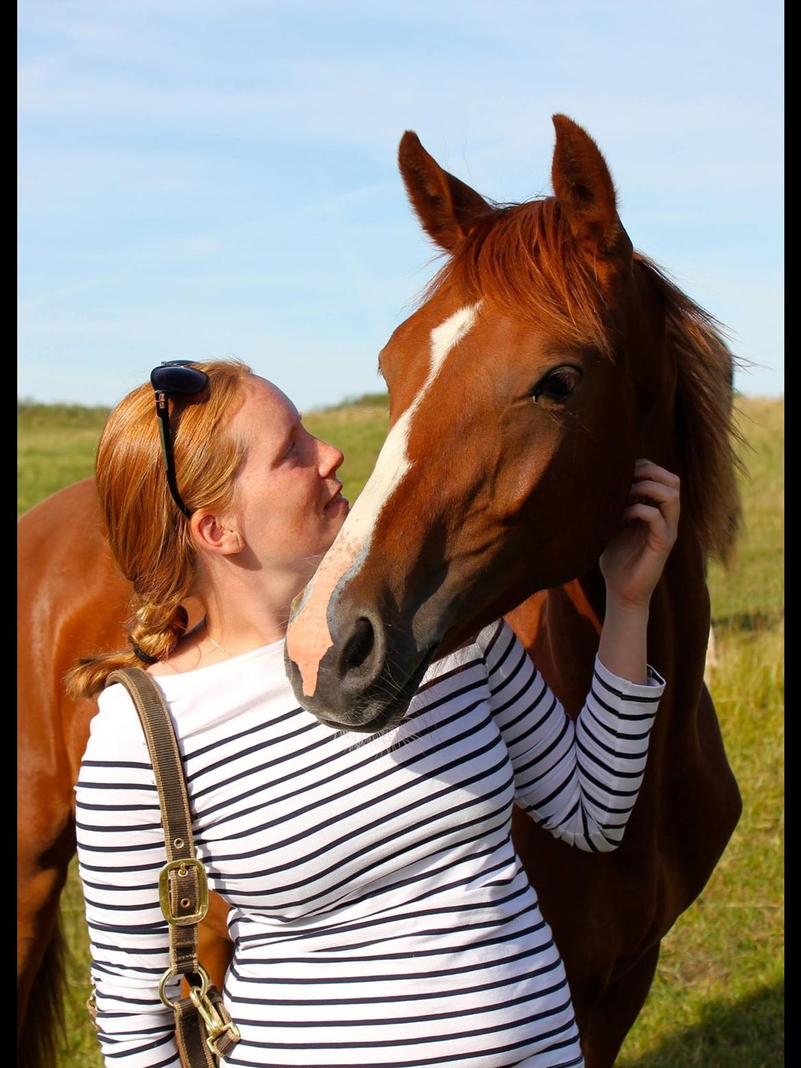 Dansk Varmblod Zander Stensvang billede 36