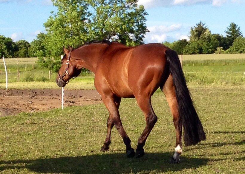 Finsk Varmblod Piece of Art billede 33