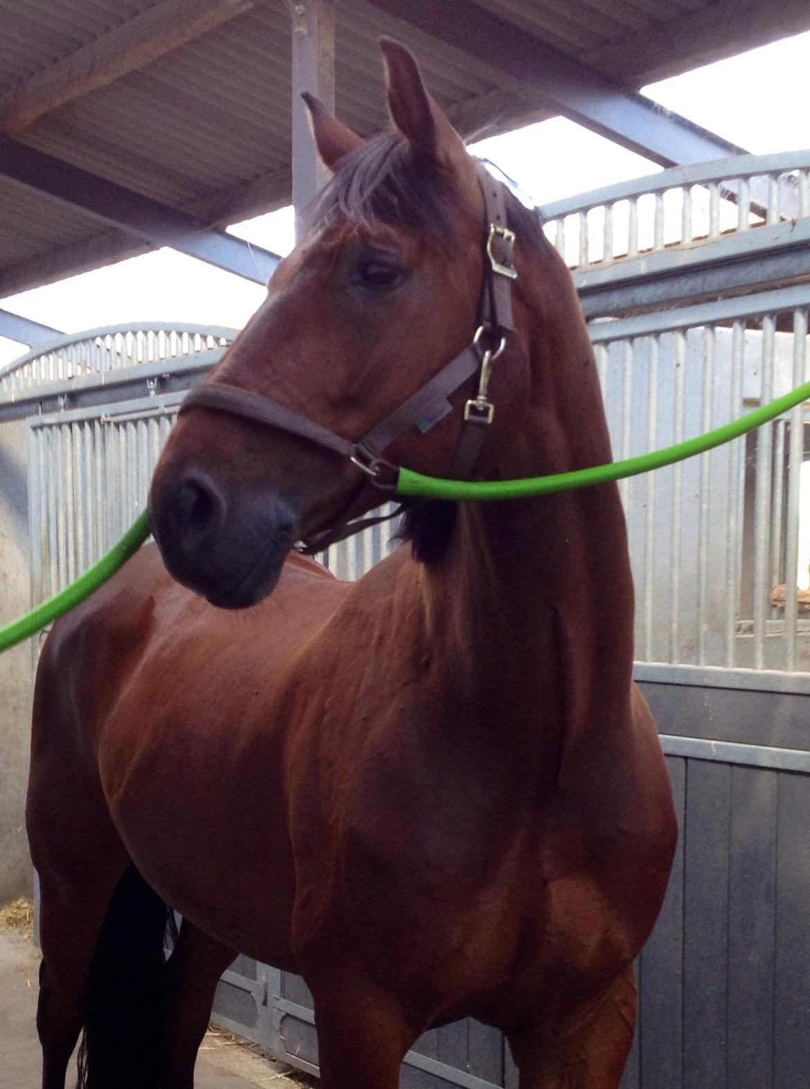 Finsk Varmblod Piece of Art billede 35