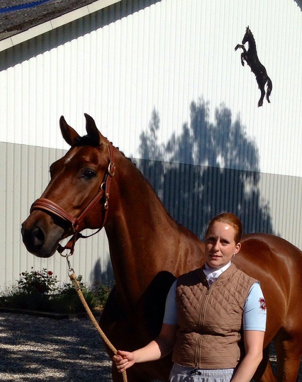 Finsk Varmblod Piece of Art billede 36