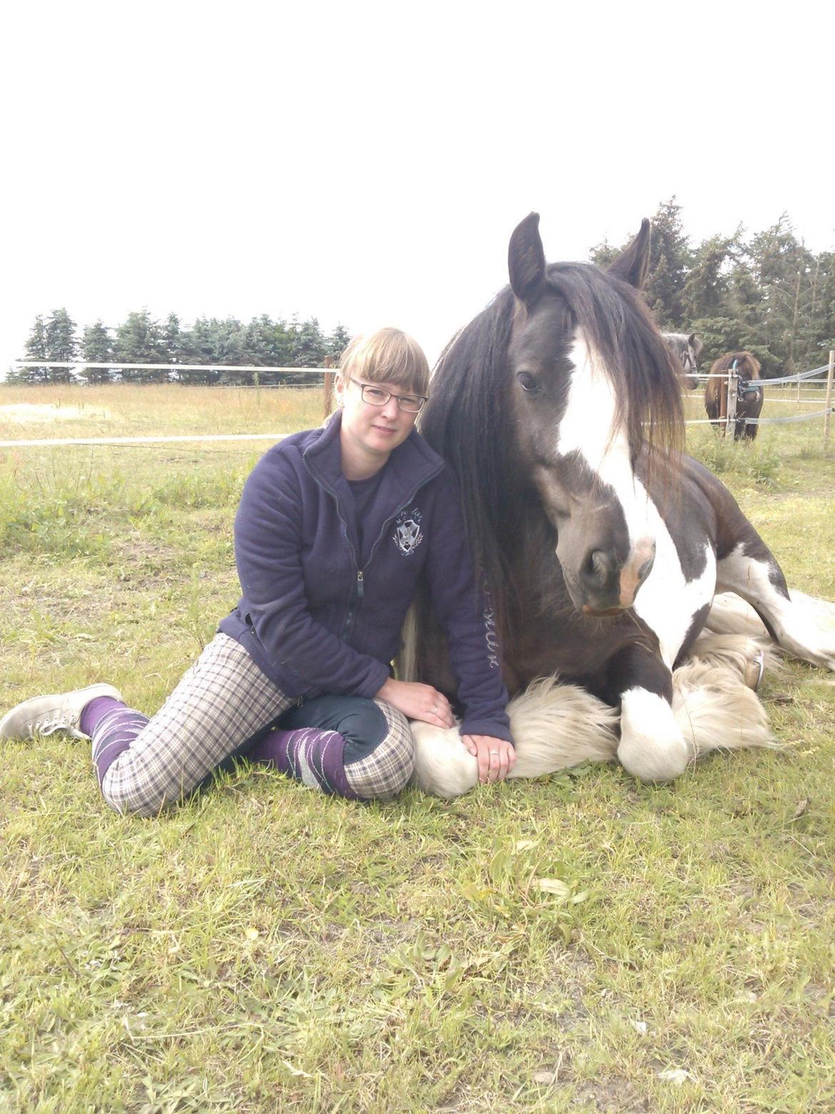 Irish Cob Walter  billede 19