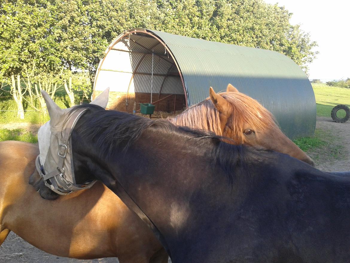 Oldenborg Millers LaMica billede 5