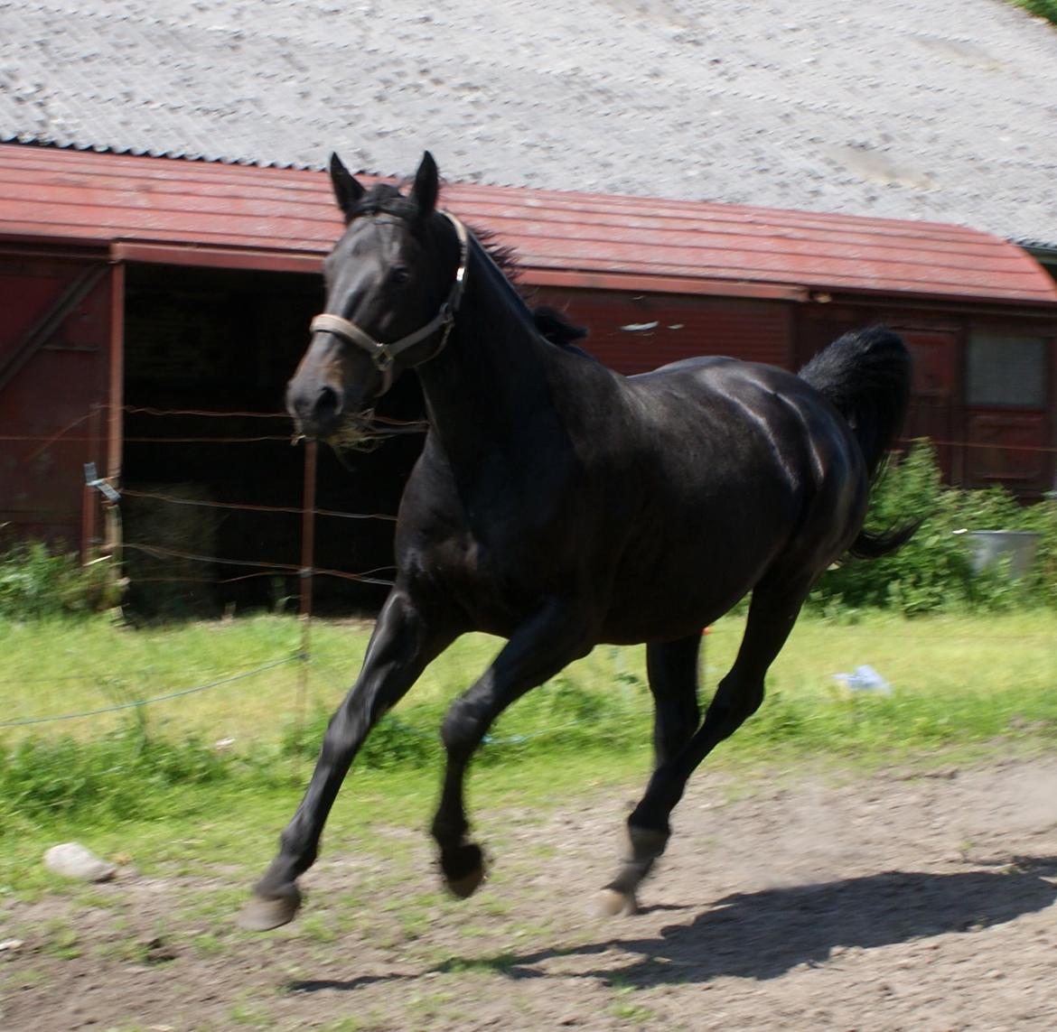 Oldenborg Millers LaMica billede 6