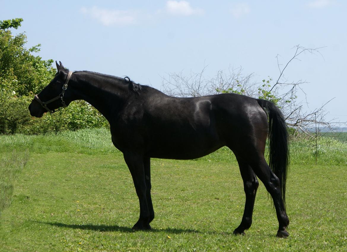 Oldenborg Millers LaMica billede 7