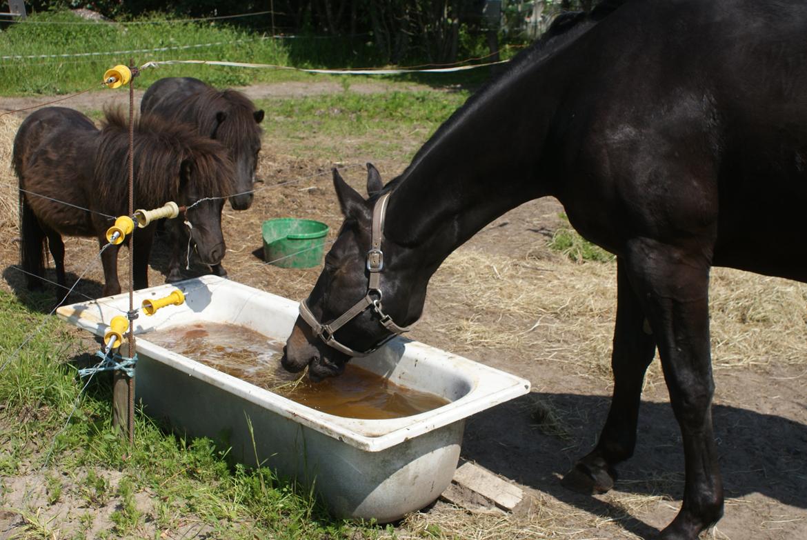 Oldenborg Millers LaMica billede 8