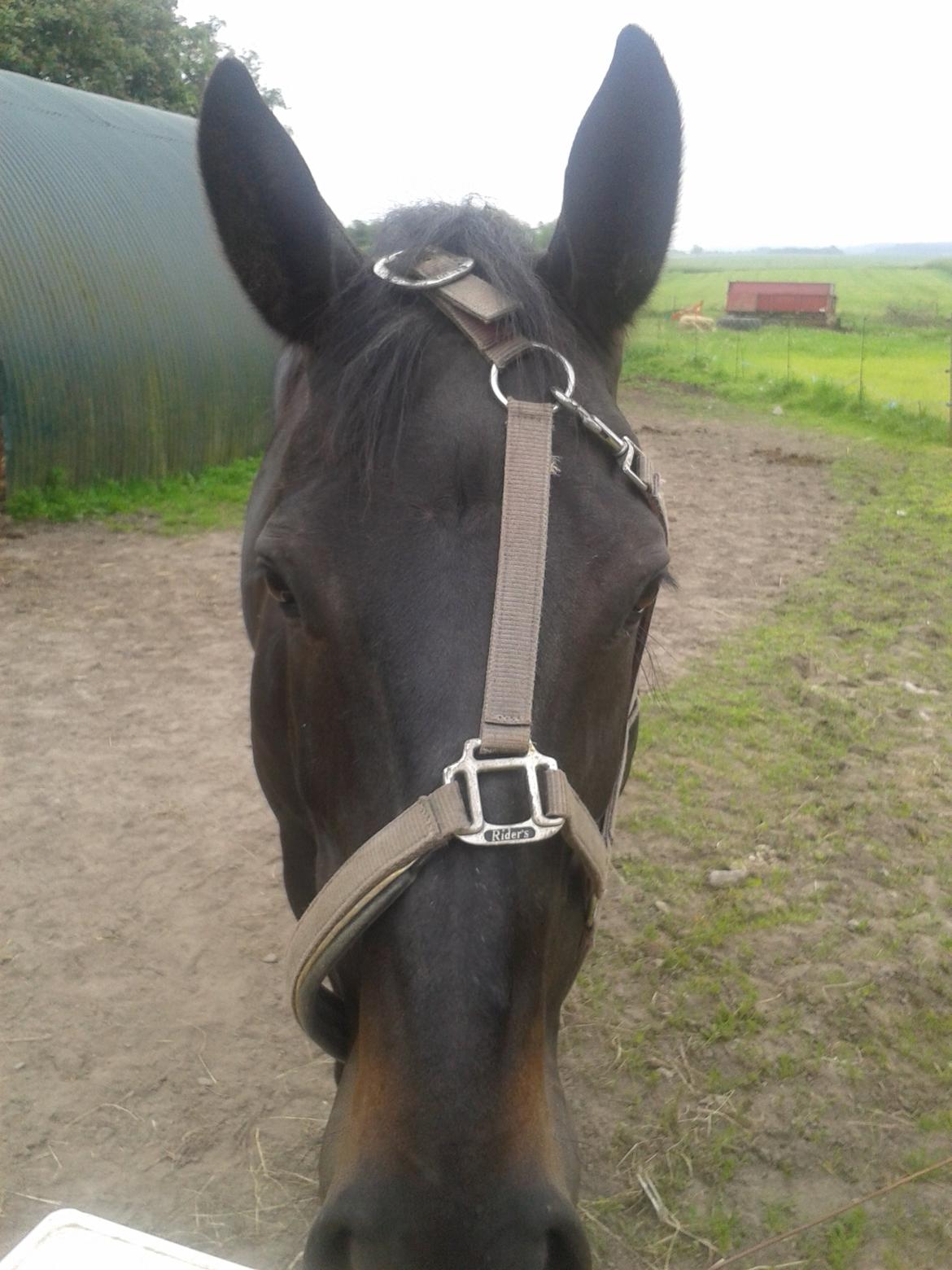 Oldenborg Millers LaMica - Goodmorning Sunshine billede 4