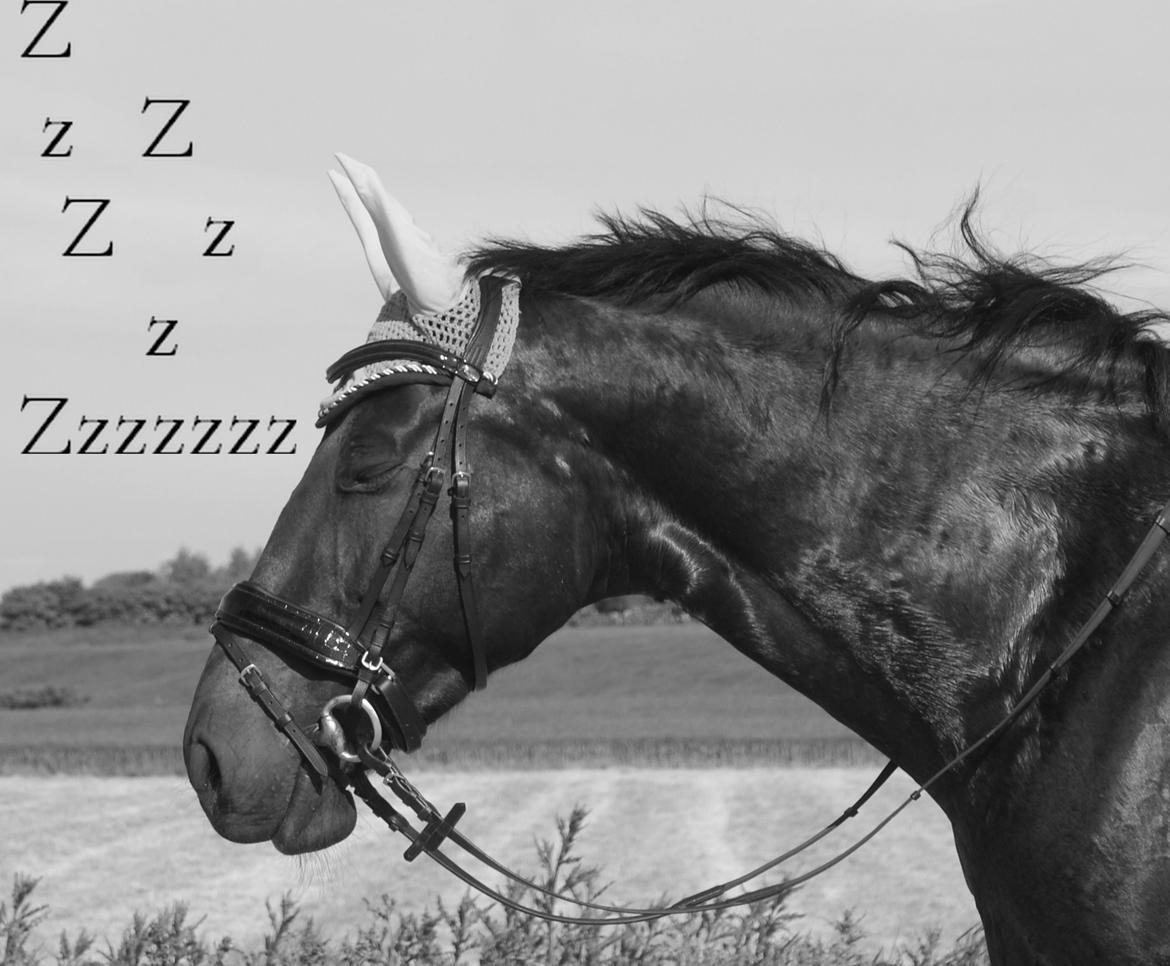 Oldenborg Millers LaMica billede 15