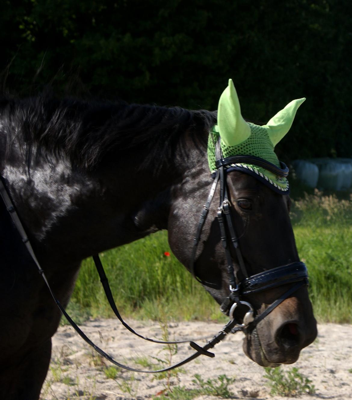 Oldenborg Millers LaMica billede 12