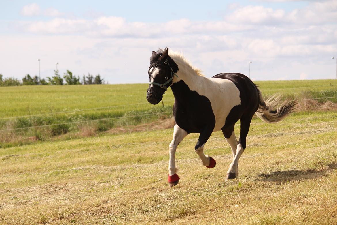 Anden særlig race Scarlet - første dag på sommergræs i engen. Taget 13 juni 2014 billede 4