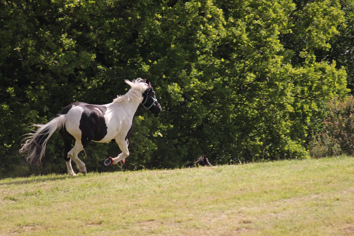 Anden særlig race Scarlet - første dag på sommergræs i engen. Taget 13 juni 2014 billede 6