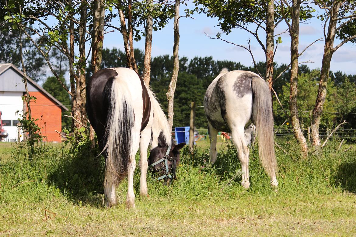 Anden særlig race Scarlet - De to tykke med hver sin mundkurv, forsøger at lære at spise :p Første dag på sommergræs i engen. Taget 13 juni 2014 billede 7