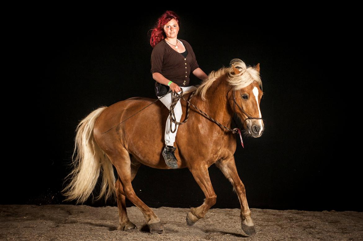 Haflinger Herkules billede 1