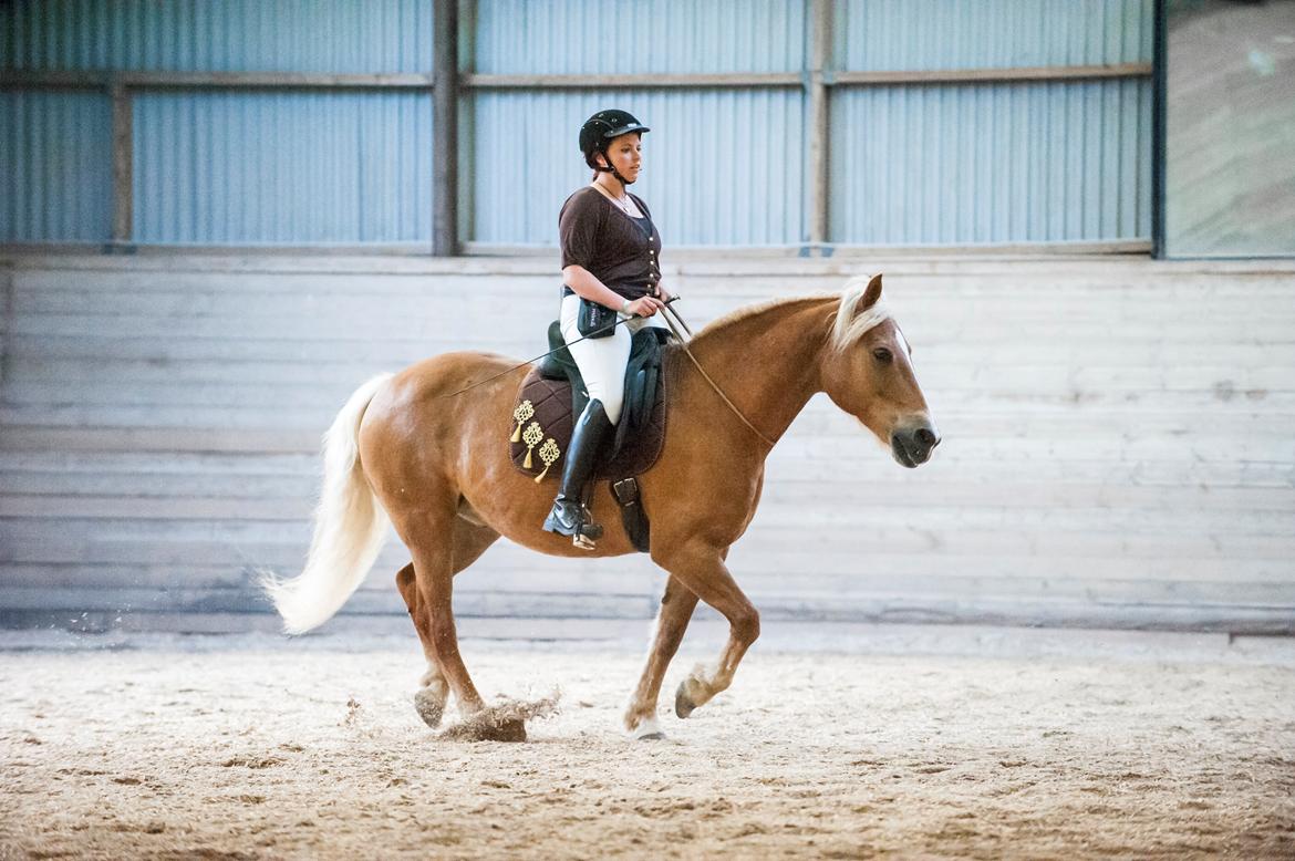 Haflinger Herkules billede 2