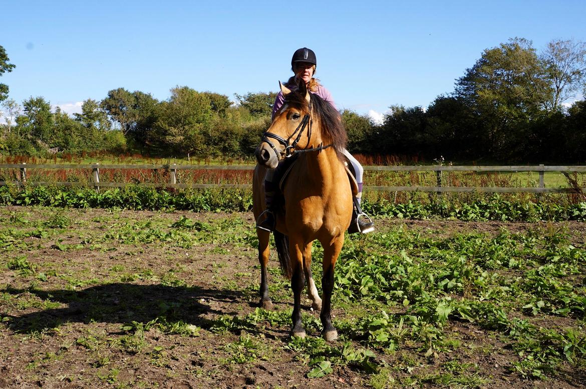 Connemara BREDEMADGÅRDS AICHA billede 24