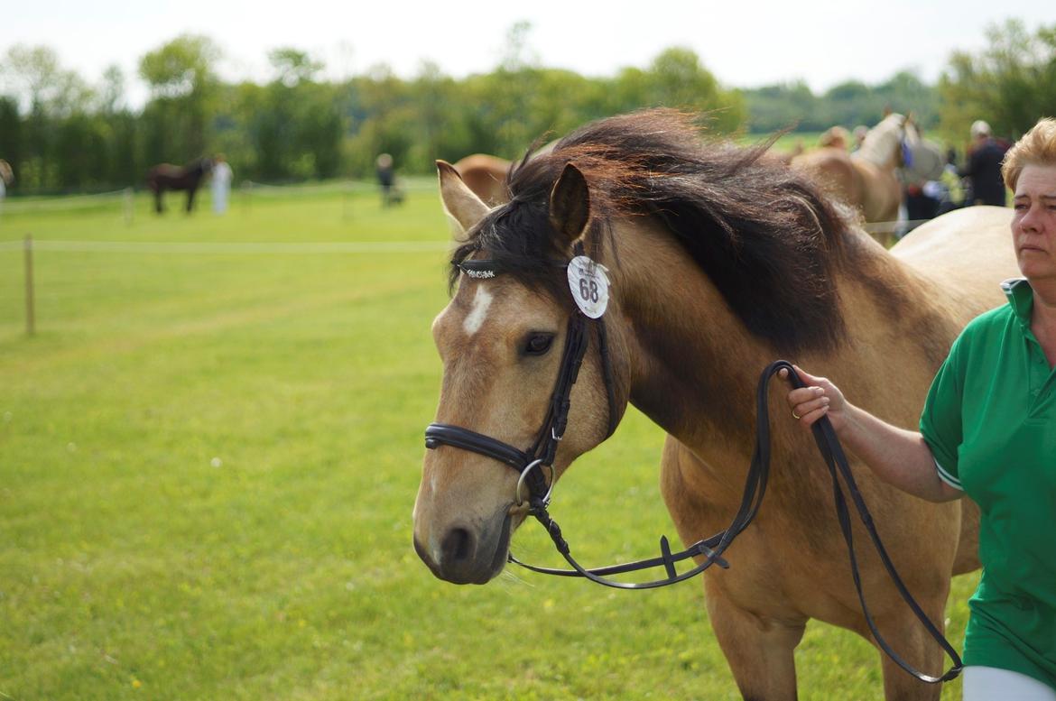 Connemara BREDEMADGÅRDS AICHA billede 26
