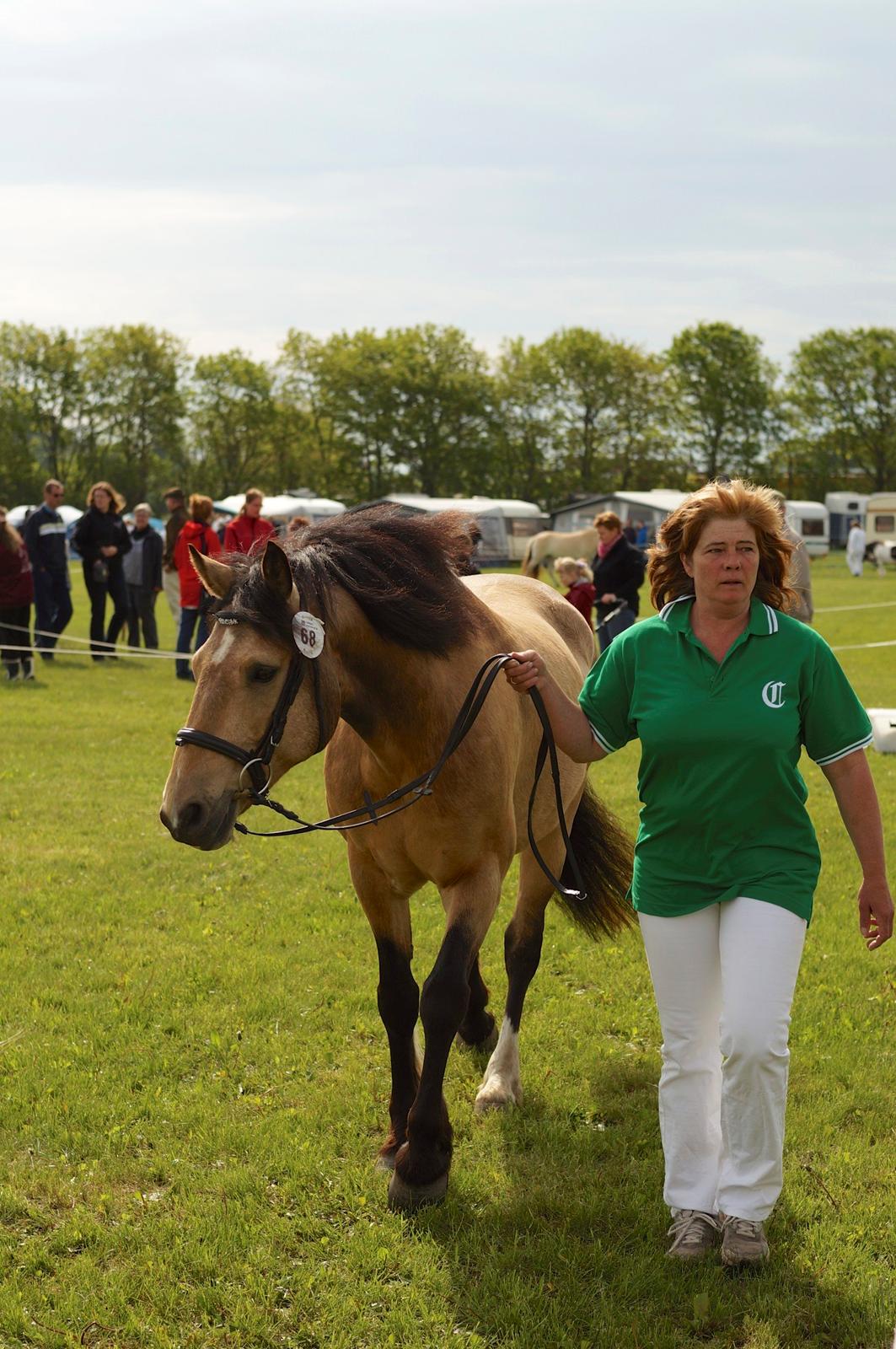 Connemara BREDEMADGÅRDS AICHA billede 11