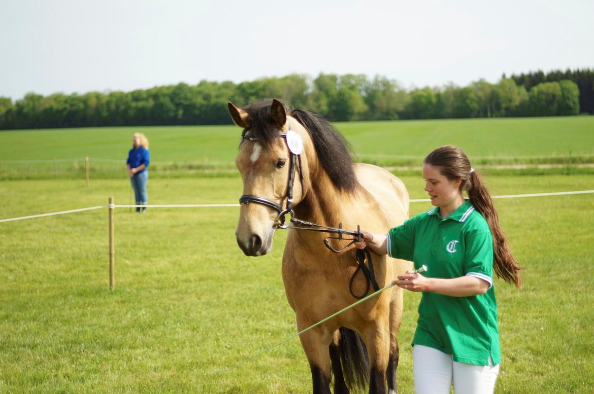 Connemara BREDEMADGÅRDS AICHA billede 9