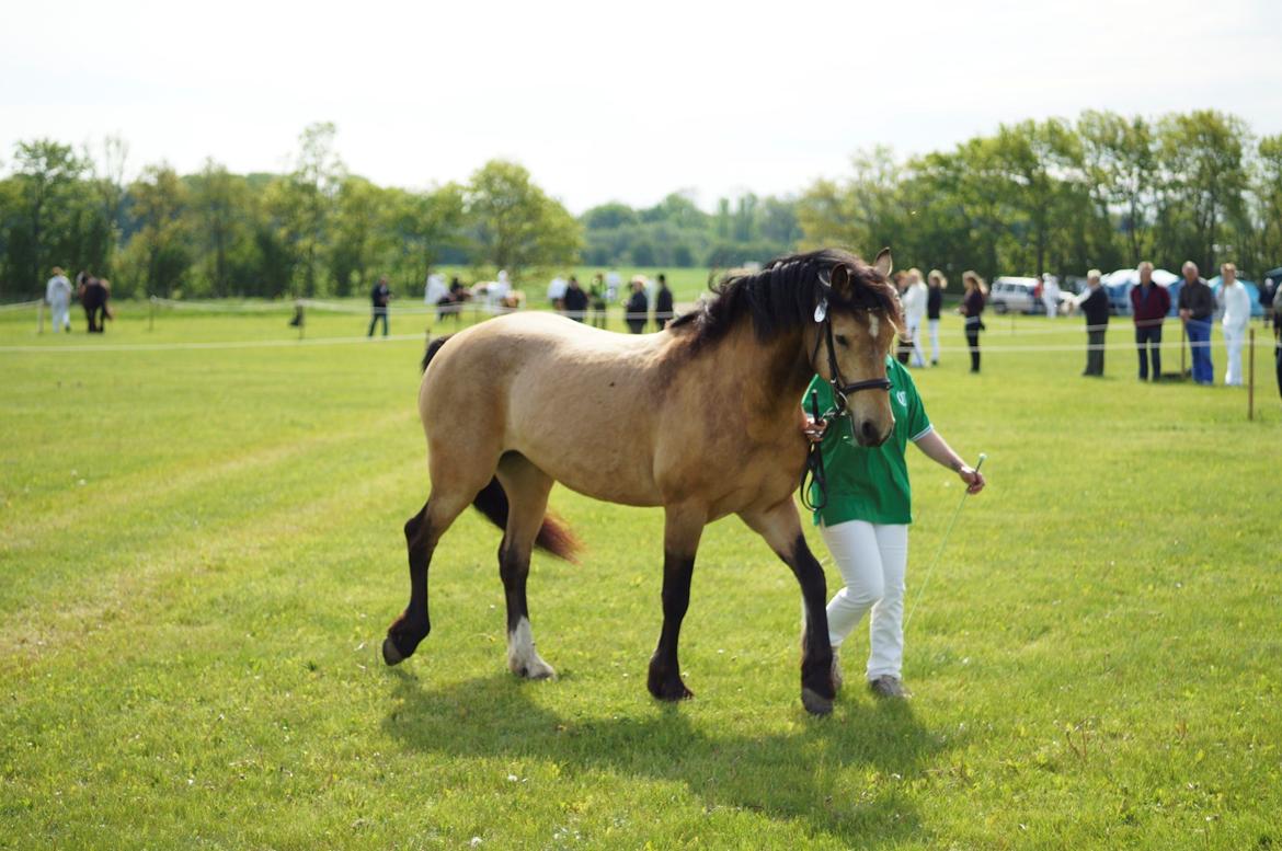 Connemara BREDEMADGÅRDS AICHA billede 27