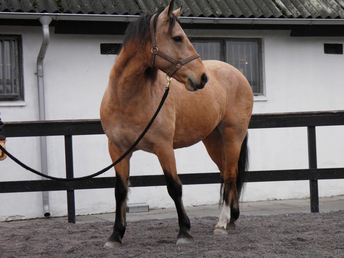 Connemara BREDEMADGÅRDS AICHA billede 28