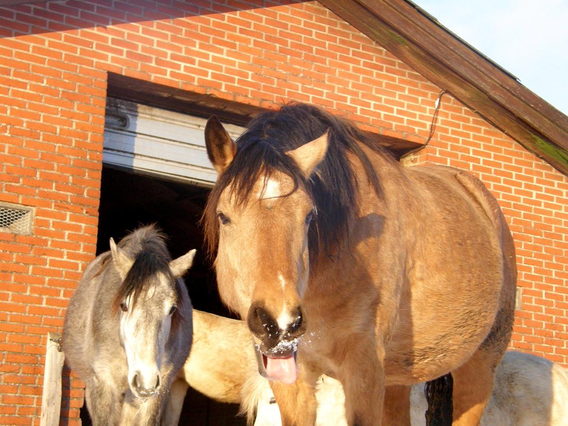 Connemara BREDEMADGÅRDS AICHA billede 30