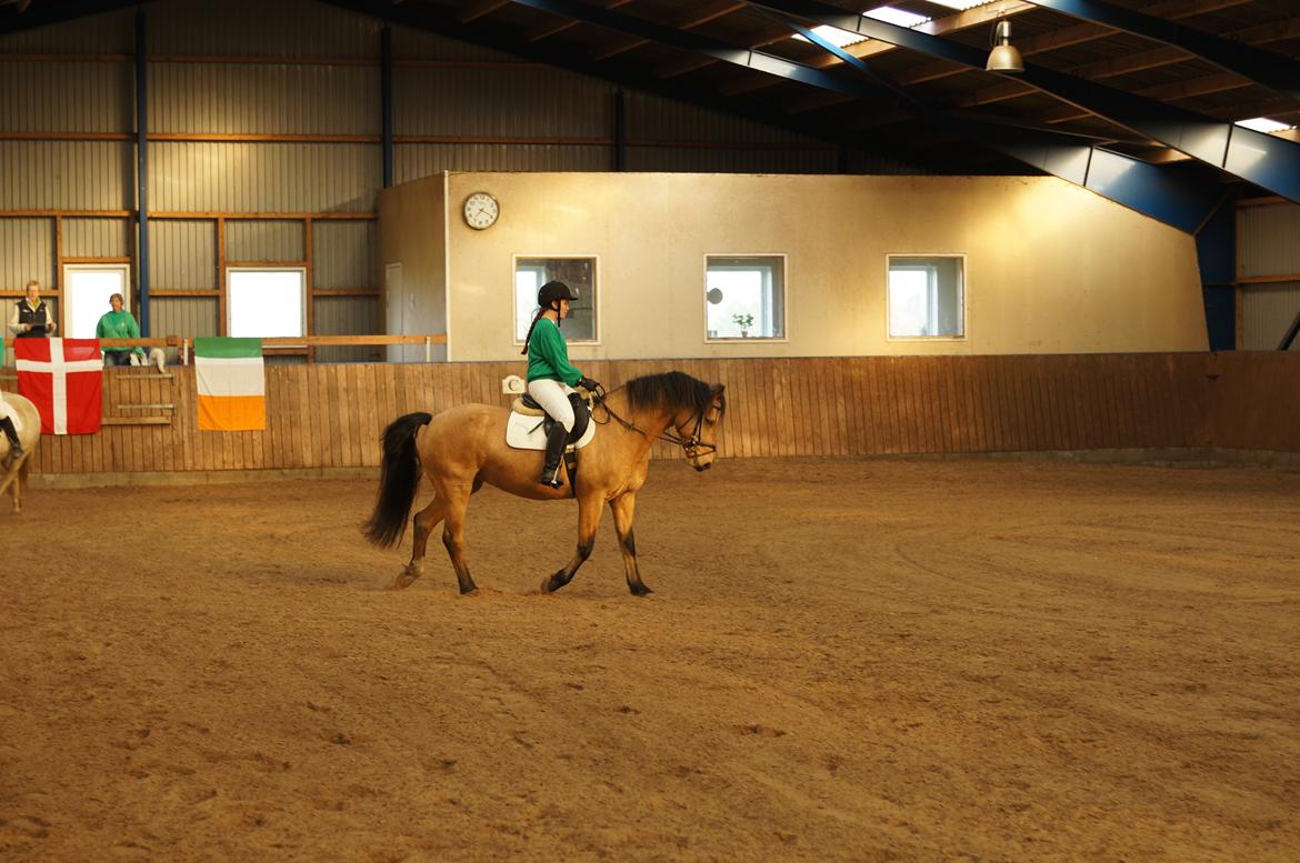 Connemara BREDEMADGÅRDS AICHA billede 25