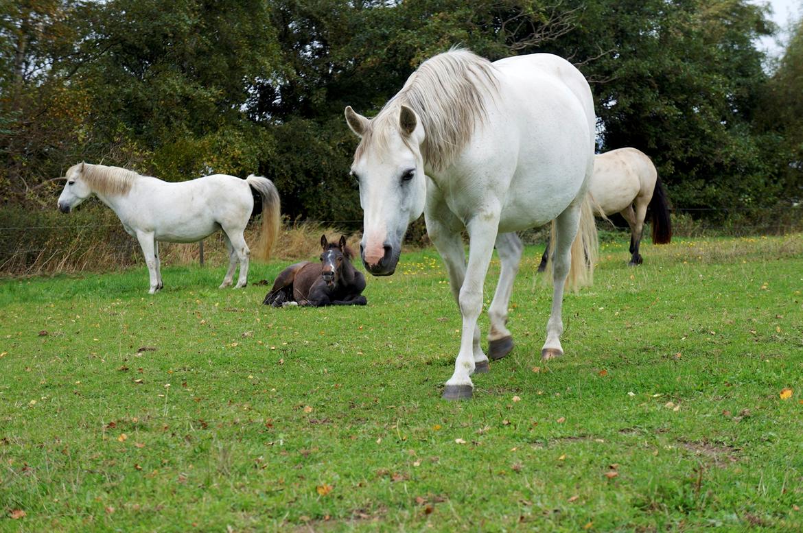 Connemara BREDEMADGÅRDS CILLA billede 24