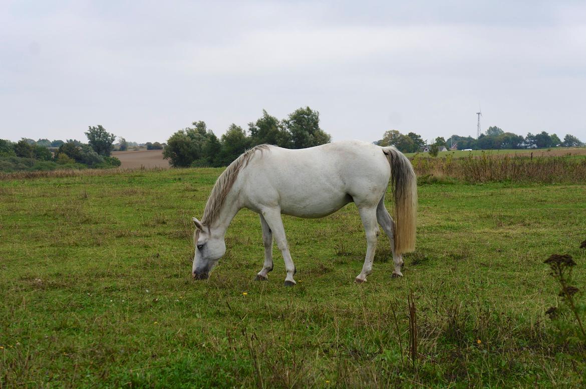 Connemara BREDEMADGÅRDS CILLA billede 25