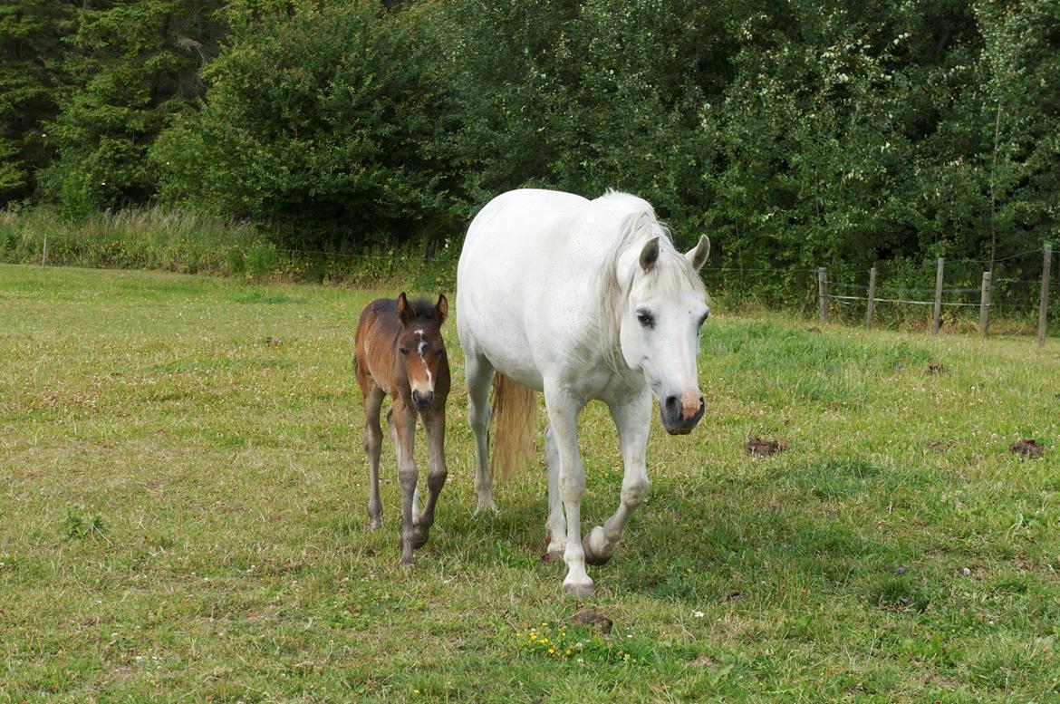 Connemara BREDEMADGÅRDS CILLA billede 26