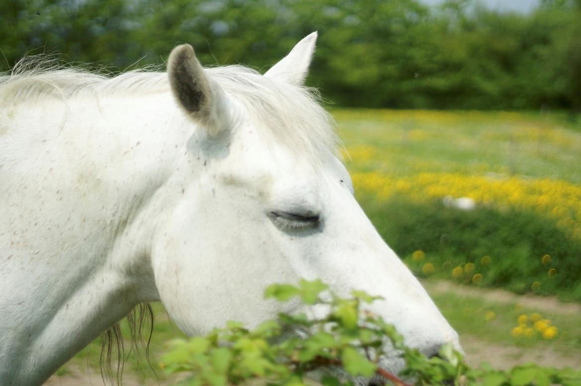 Connemara BREDEMADGÅRDS CILLA billede 27