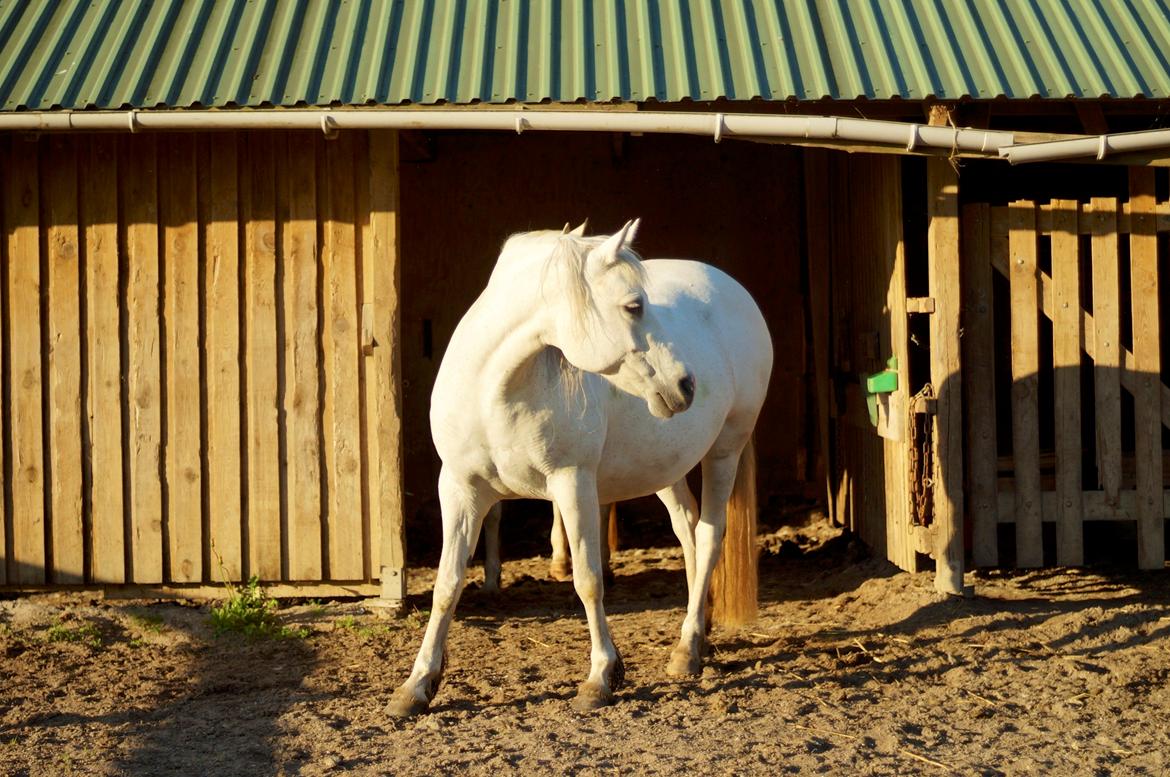 Connemara BREDEMADGÅRDS CILLA billede 1