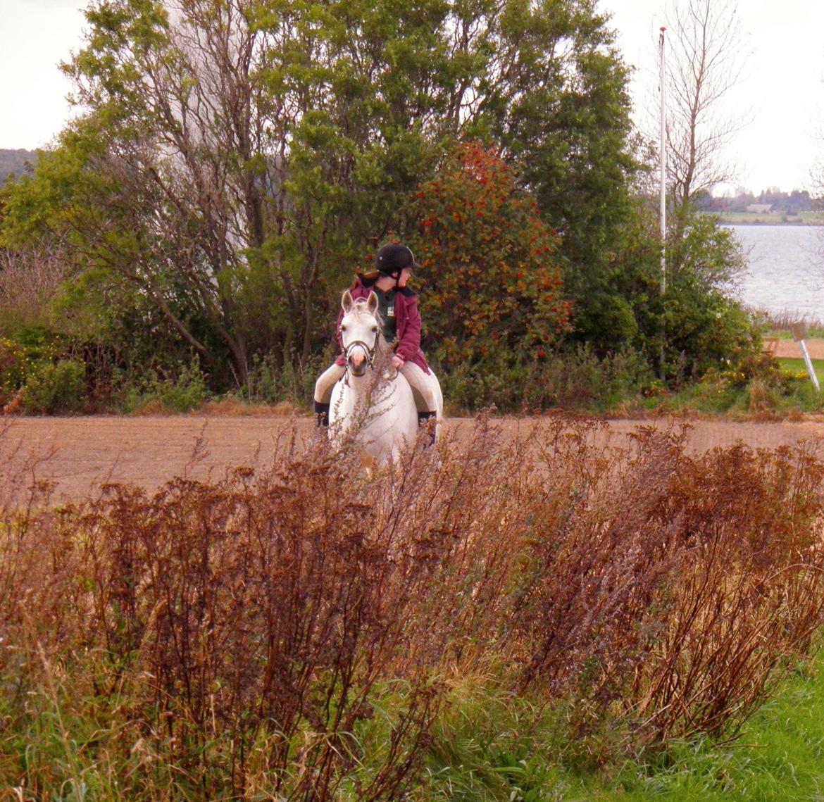 Connemara BREDEMADGÅRDS CILLA billede 29