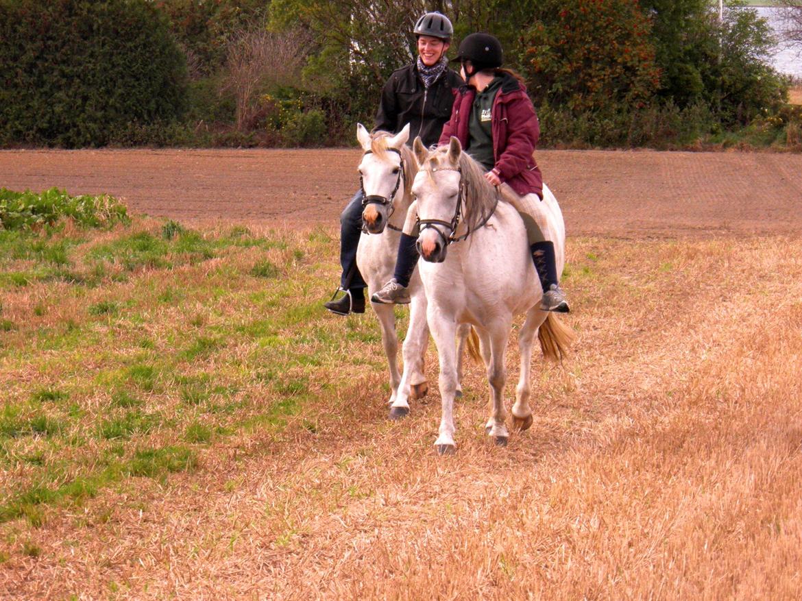 Connemara BREDEMADGÅRDS CILLA billede 30