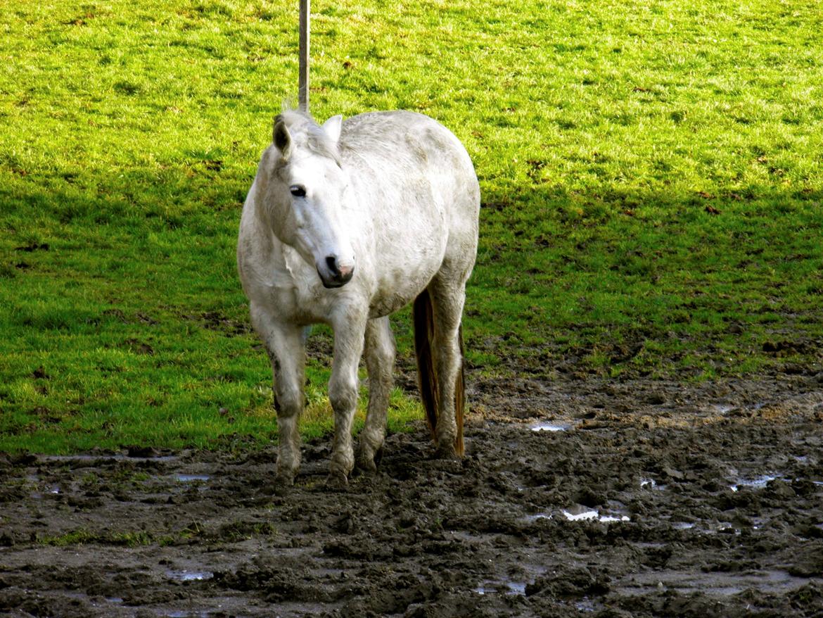 Connemara BREDEMADGÅRDS CILLA billede 32