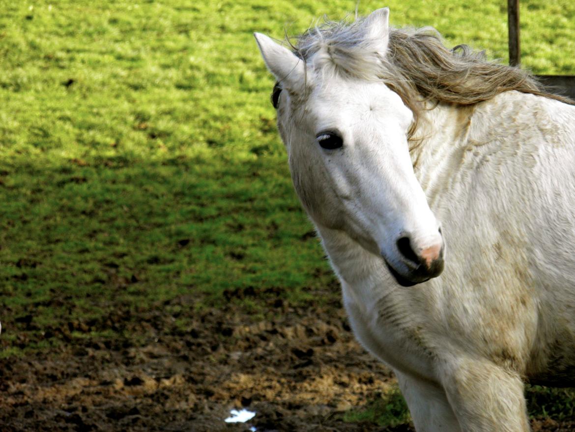 Connemara BREDEMADGÅRDS CILLA billede 34