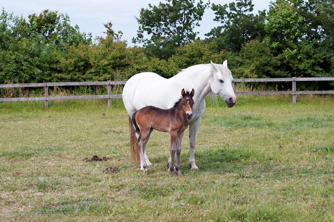 Connemara BREDEMADGÅRDS CILLA billede 23