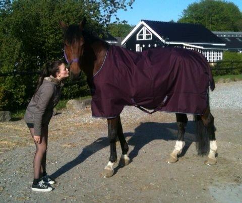 Dansk Varmblod STENKISTEKÆRS KITTE KRY *Kitte* billede 9