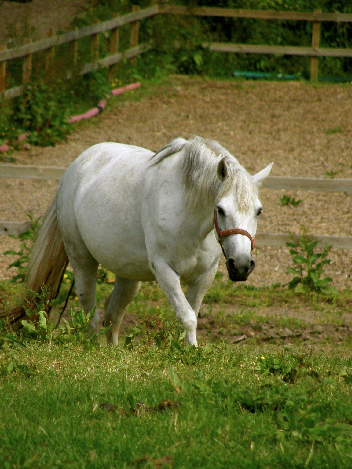 Connemara BAKKEDALS PRIMADONNA billede 25