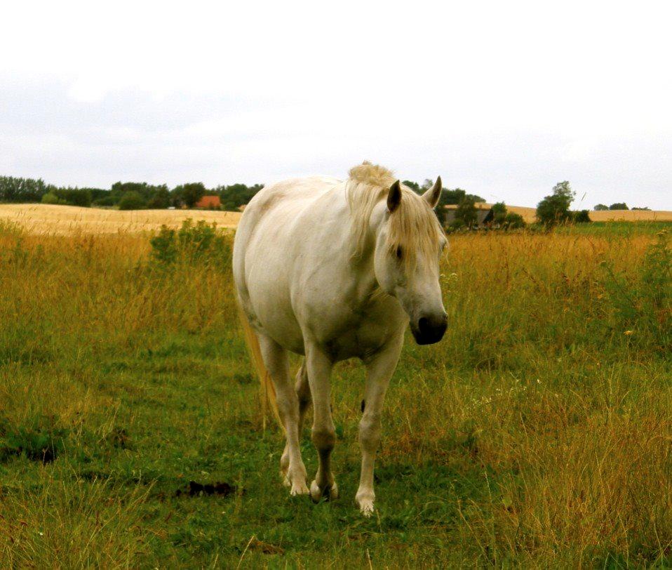 Connemara BAKKEDALS PRIMADONNA billede 26