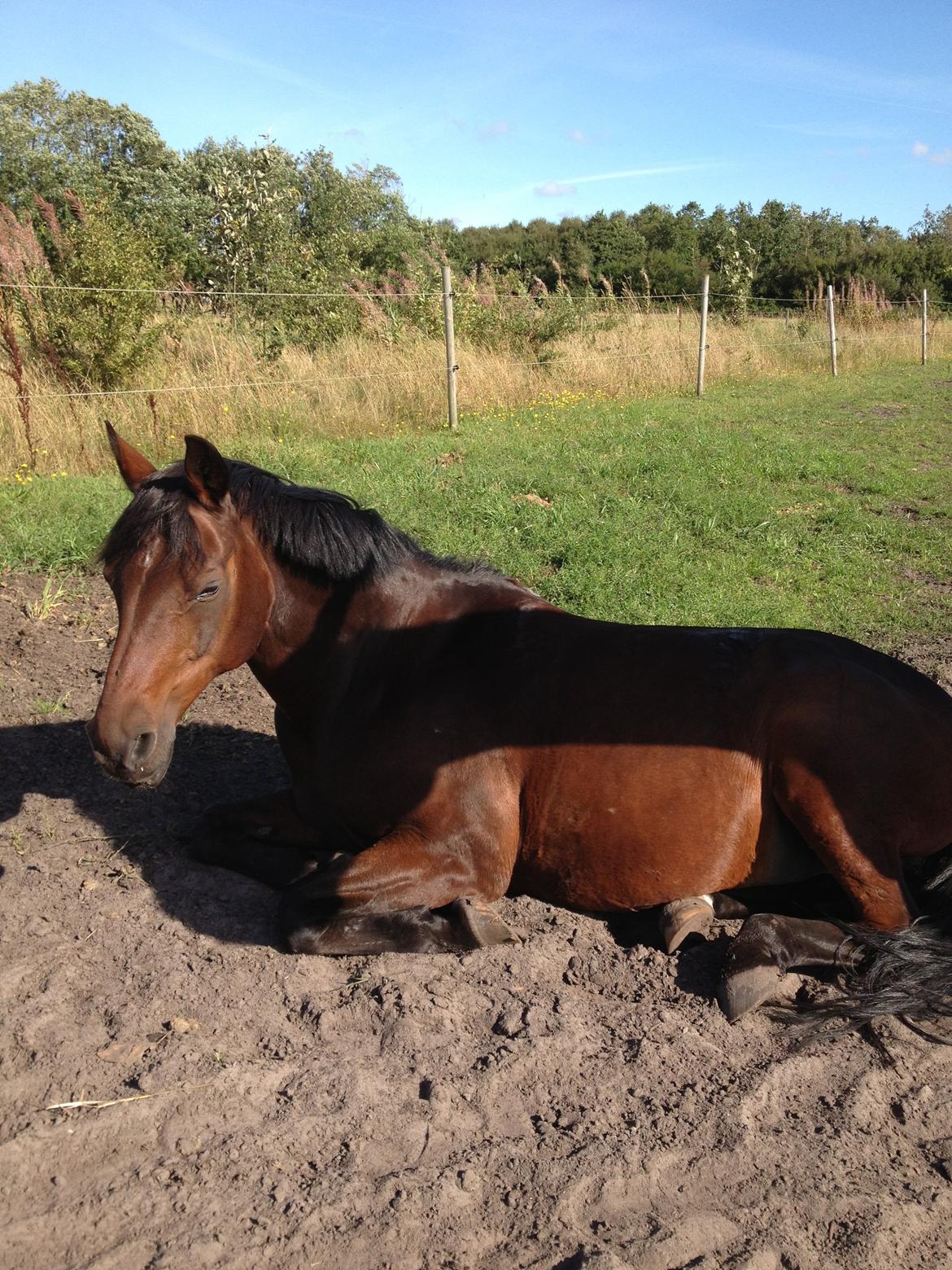 New Forest ''Salshøjs Tinto''   billede 11