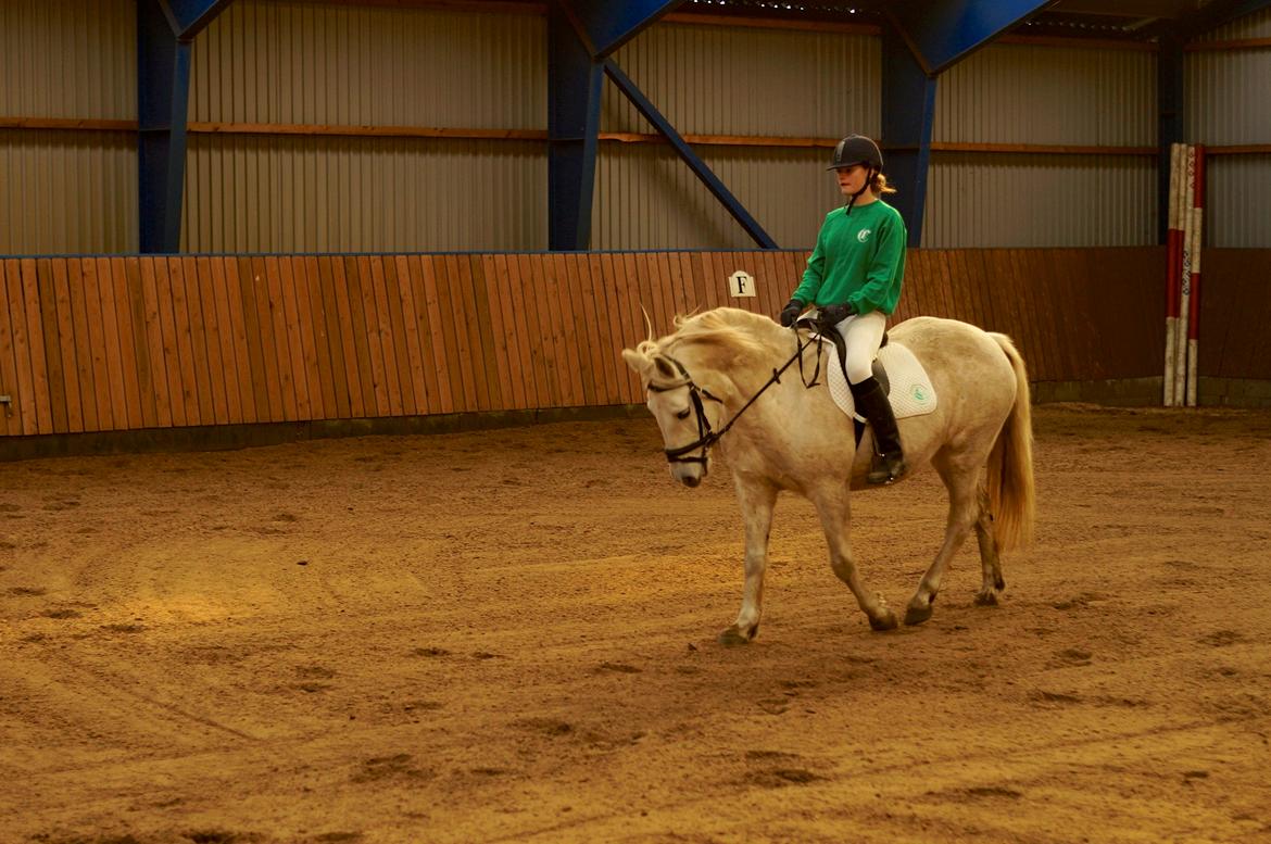 Connemara DEGNELODDENS DONNA billede 6