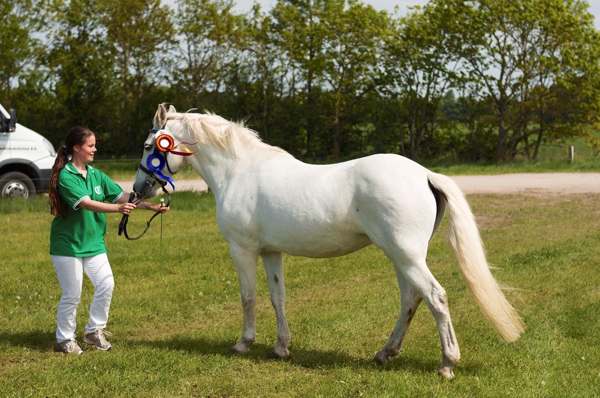 Connemara DEGNELODDENS DONNA billede 2