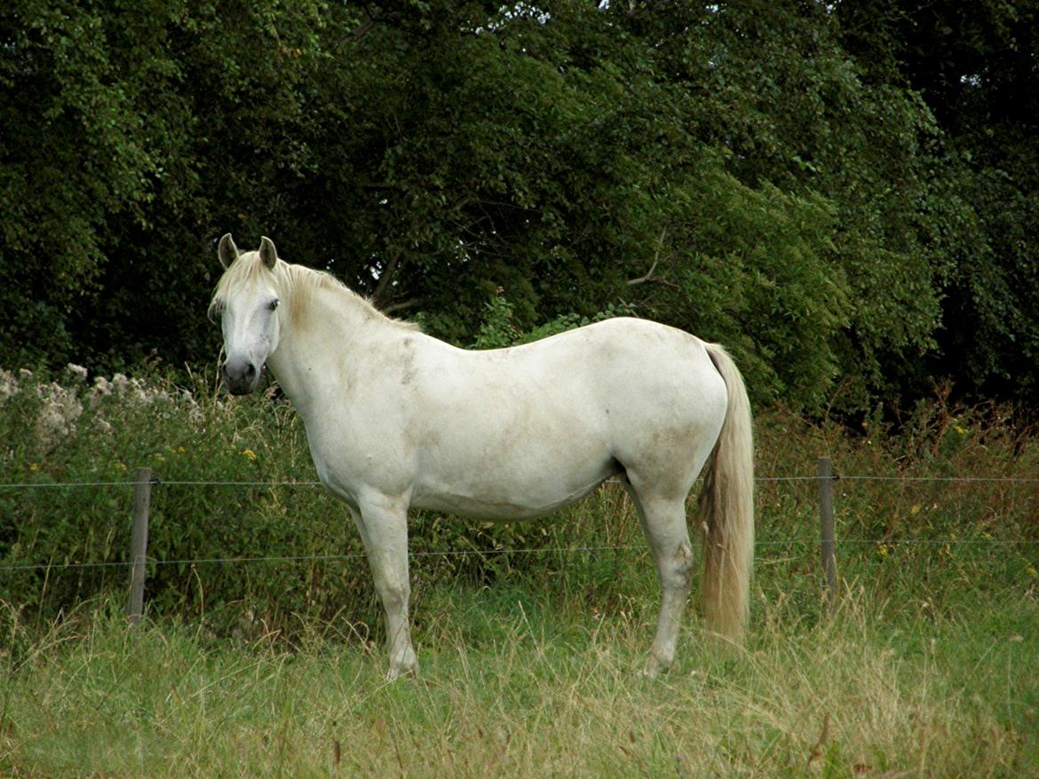 Connemara DEGNELODDENS DONNA billede 33