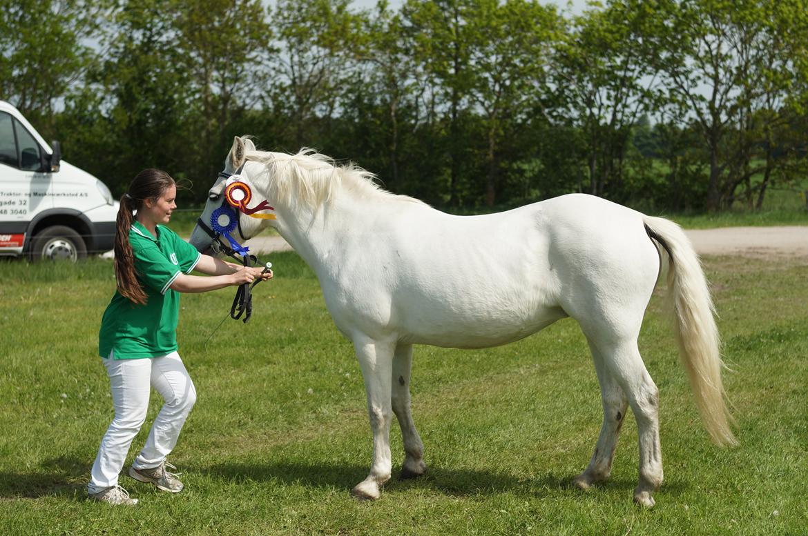 Connemara DEGNELODDENS DONNA billede 11