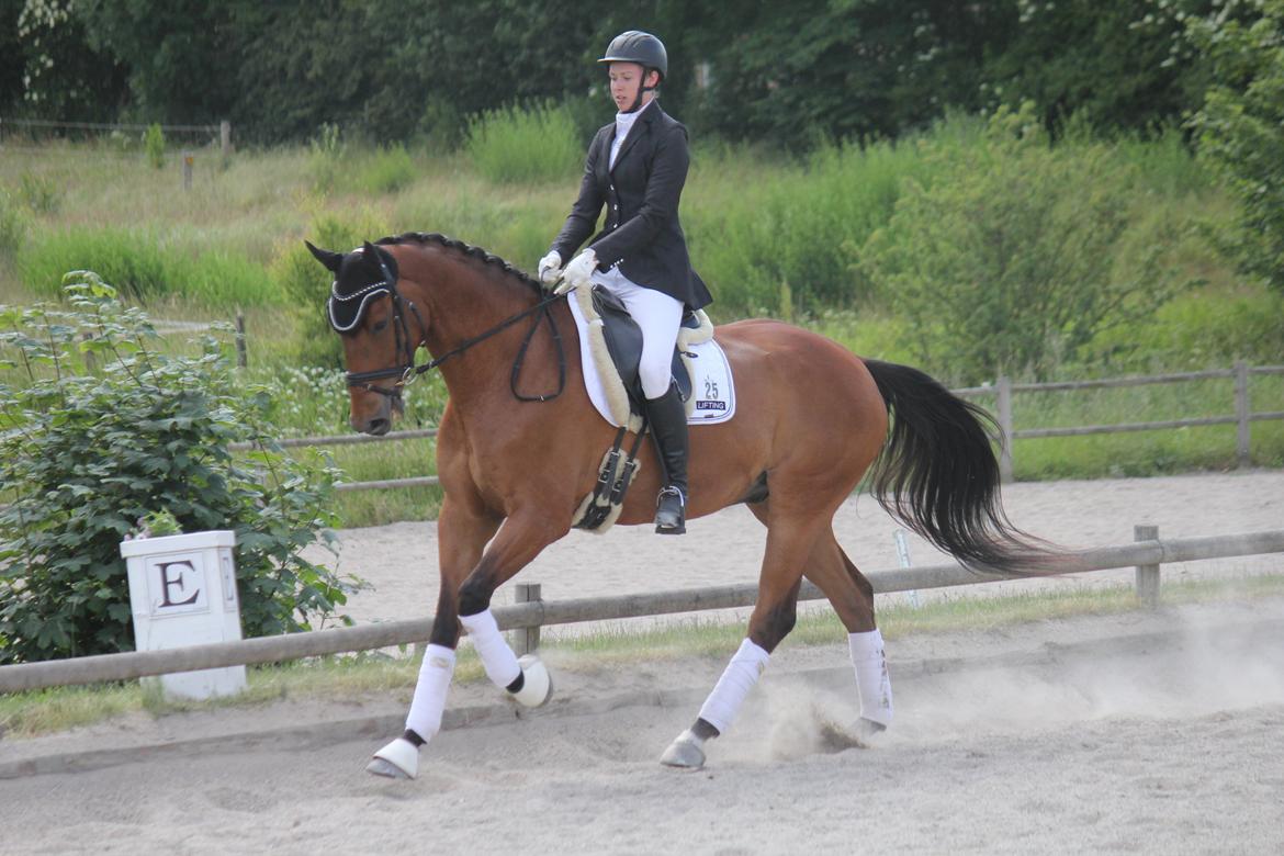 Dansk Varmblod Parino Macal billede 18