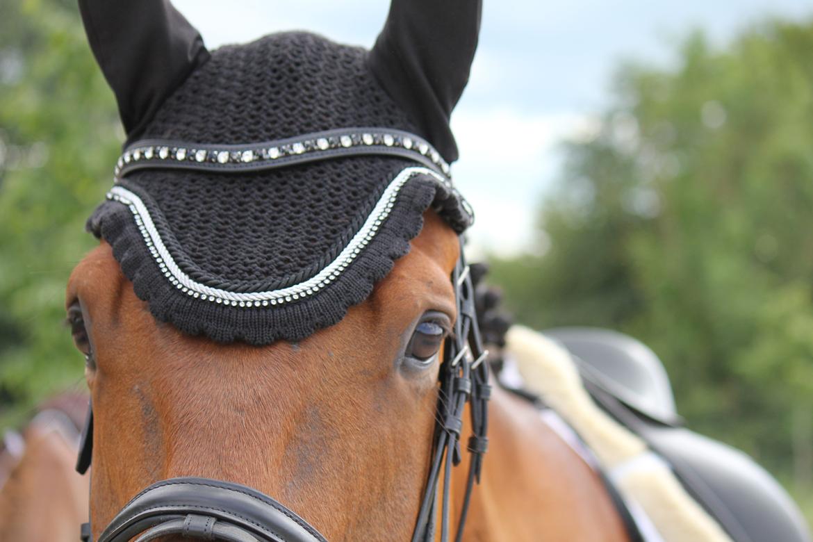 Dansk Varmblod Parino Macal billede 19