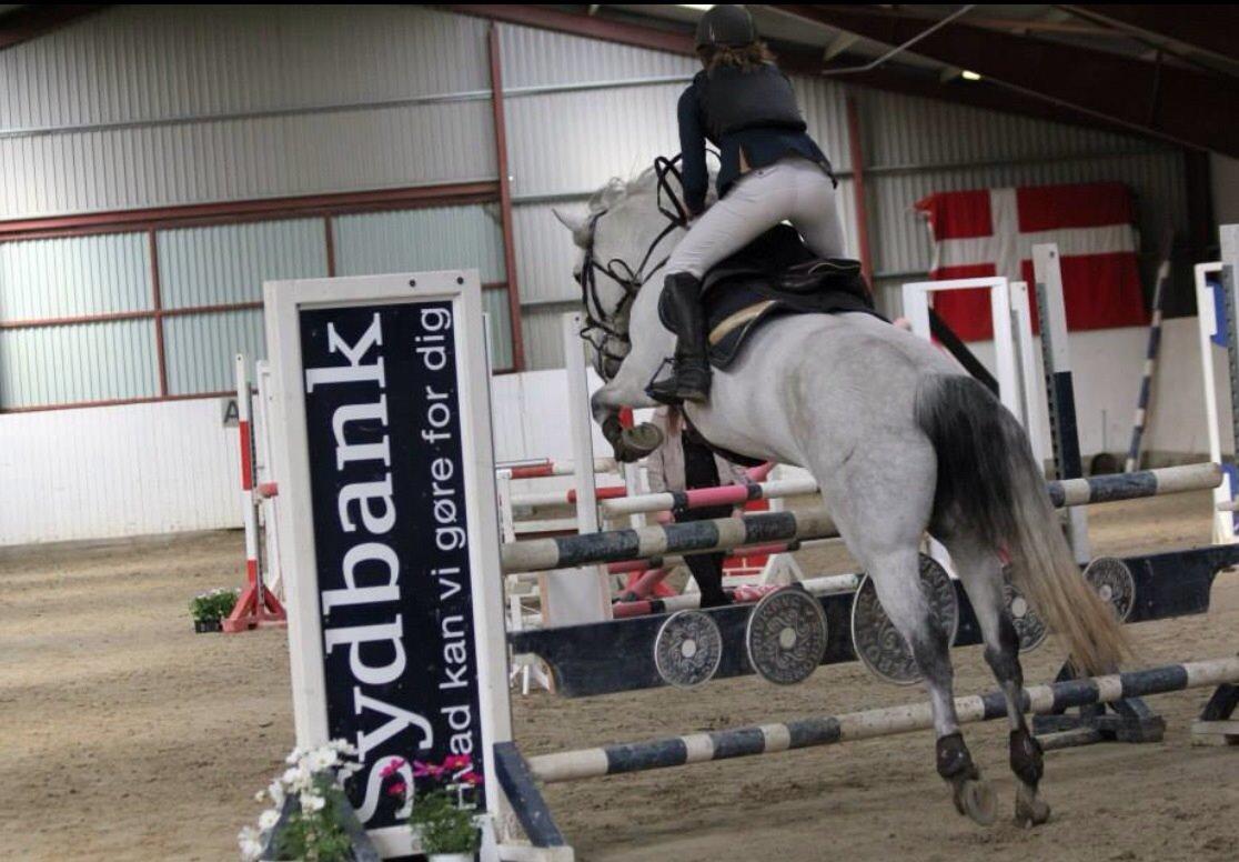 Connemara Roisin Leah billede 7